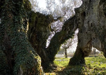giano-dellumbria-3