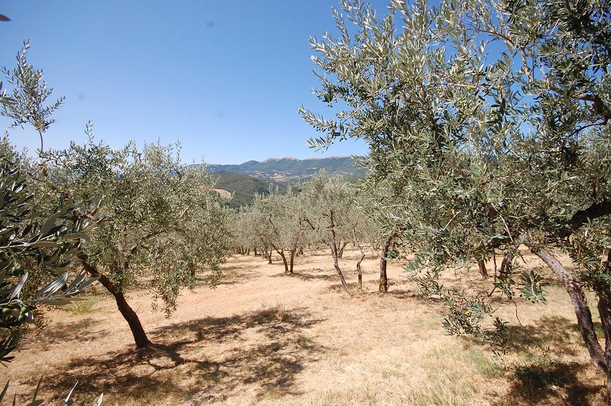 colle-del-marchese-8