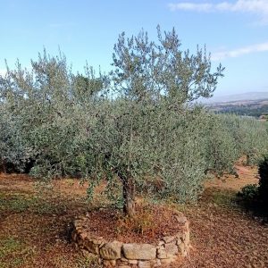 Olio evo Ercolanetti e Vino della cantina Le Cimate