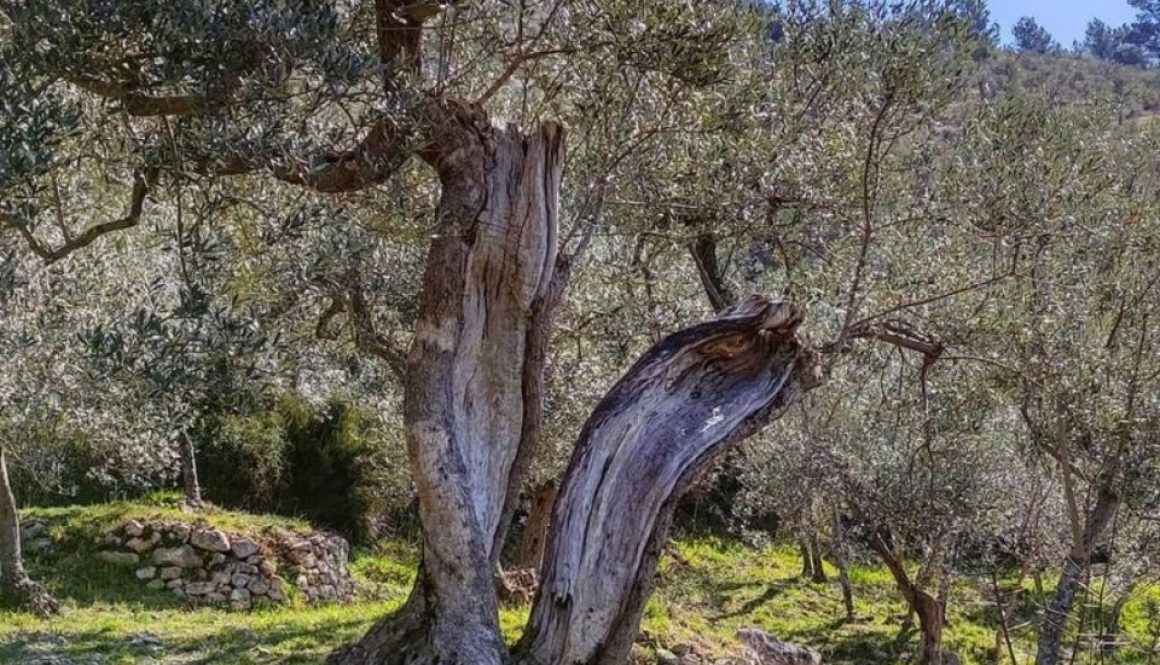 Passeggiata con gli asini