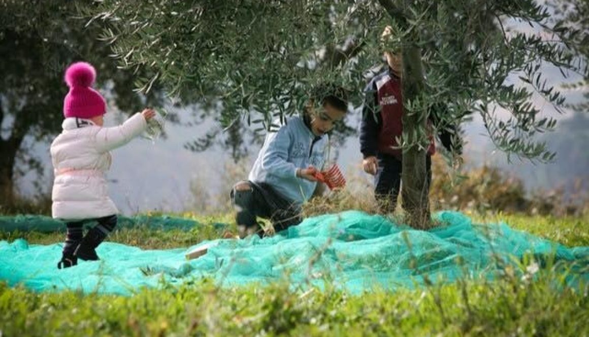 Raccolta olive