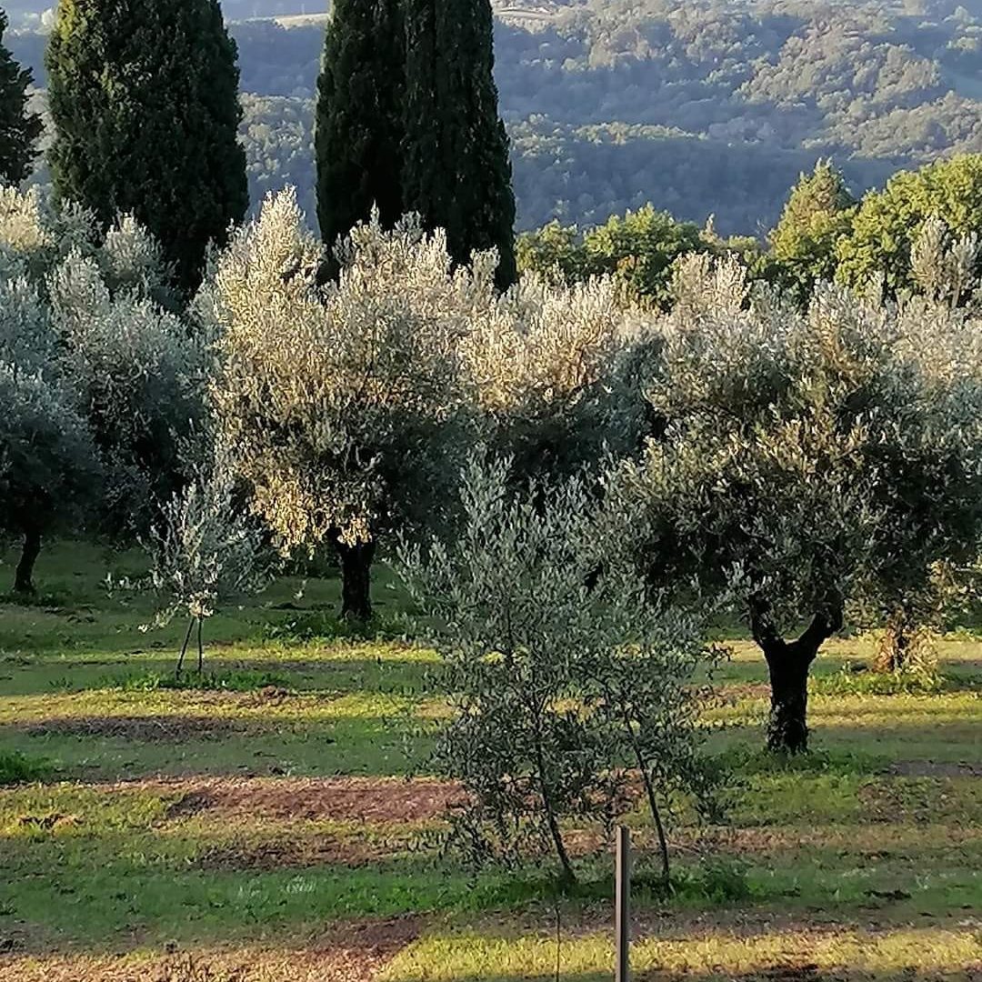 Oliveti1