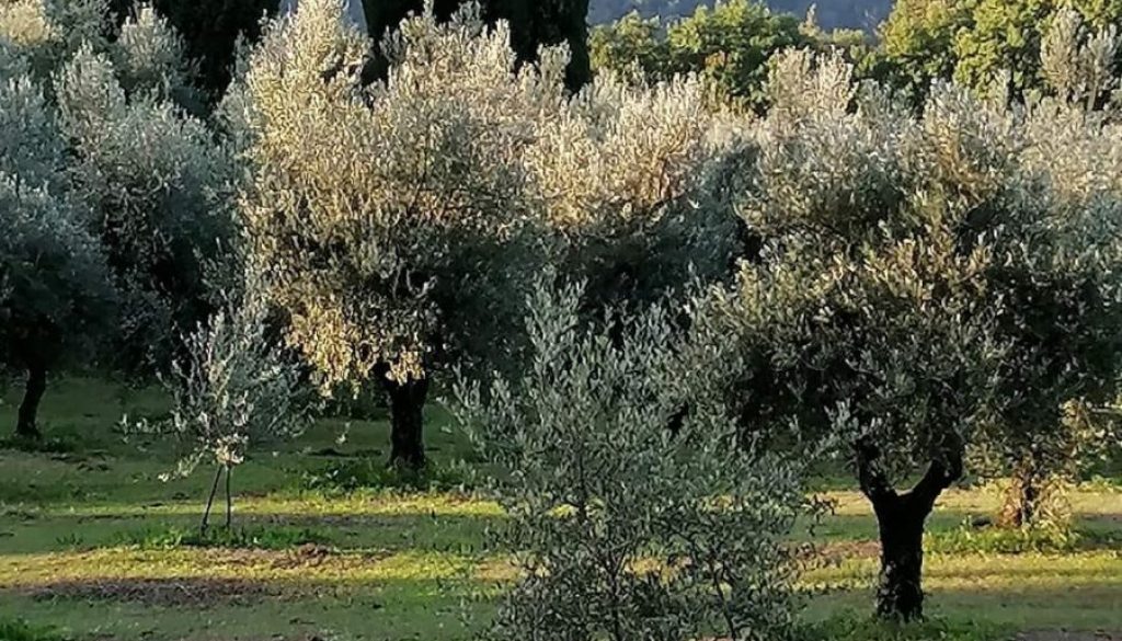 Oliveti1 Oliveti1