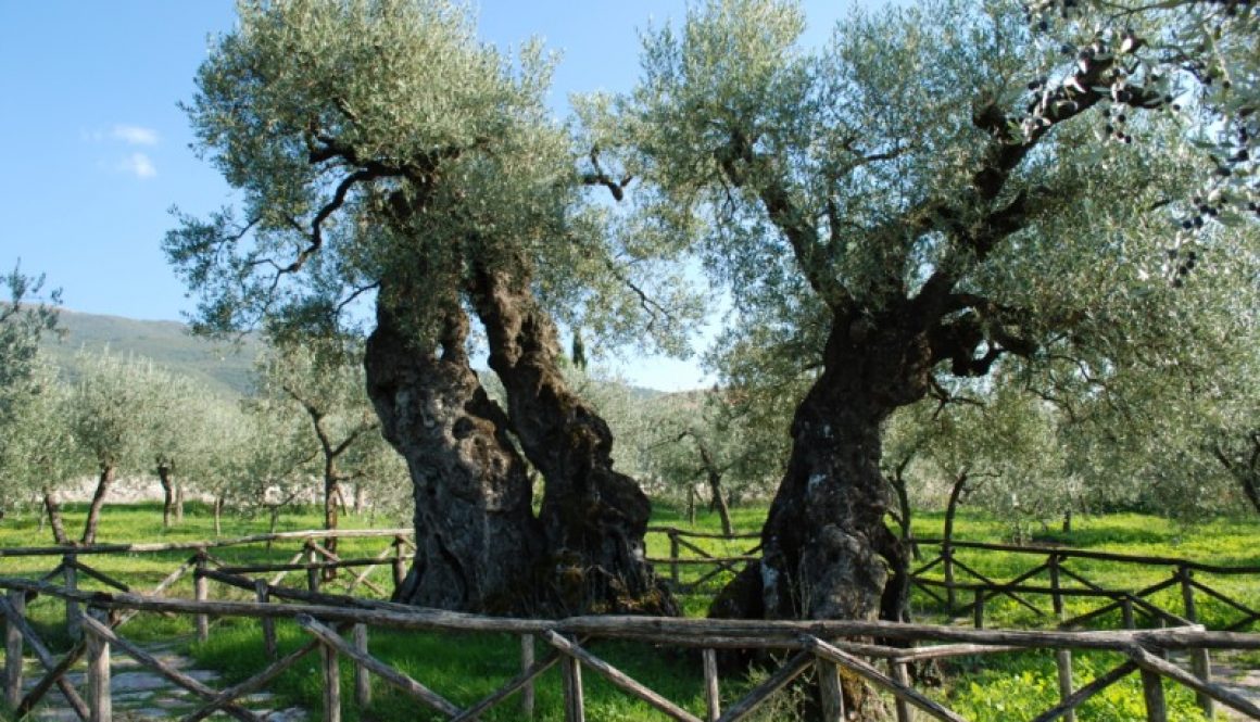Trevi, ulivo sant'emiliano
