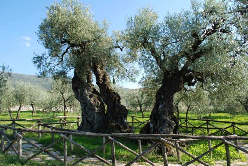 Trevi, ulivo sant'emiliano