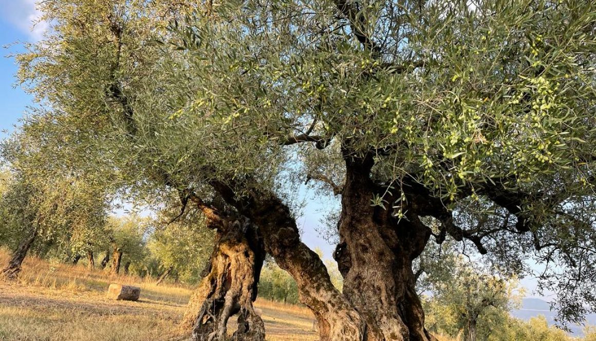 29/10/2022 – Giano dell’Umbria (Pg) Passeggiata degli Ulivi Immortali