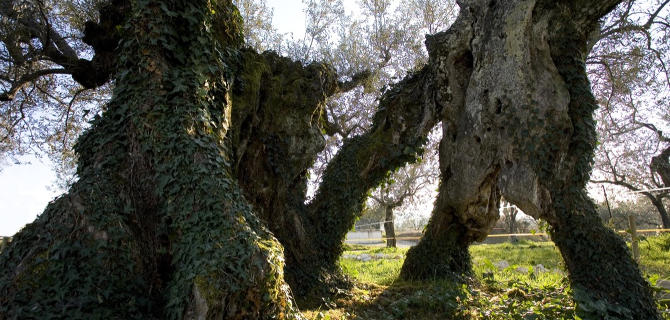 ulivo macciano