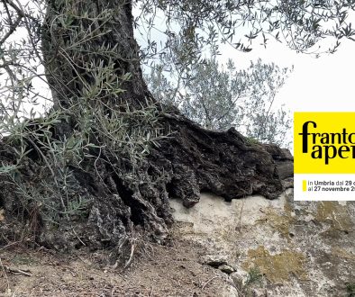 27/11/2022 Amelia (Tr) trekking tra gli ulivi secolari Rajo a Montecampano e concerto dagli ulivi secolari