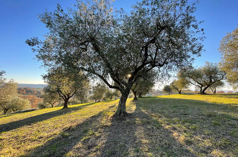 olivi-del-mondo-lugnano-in-teverina