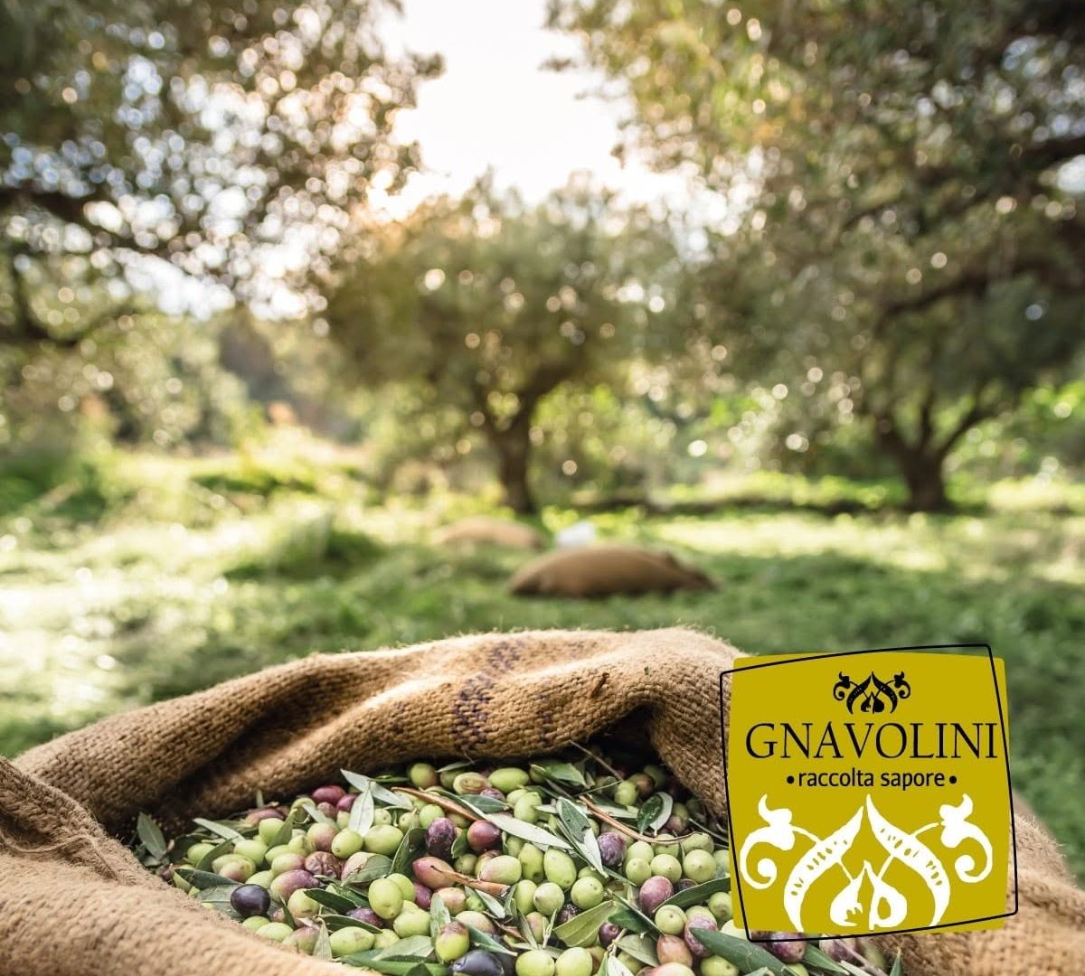 Gnavolini Raccolta Sapore14