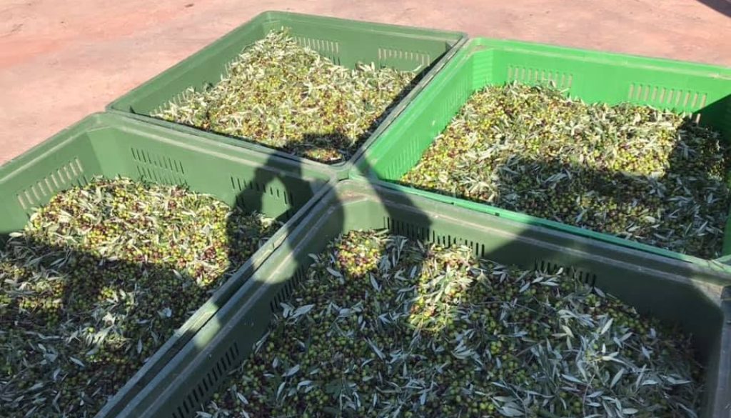 olio Ciarletti3