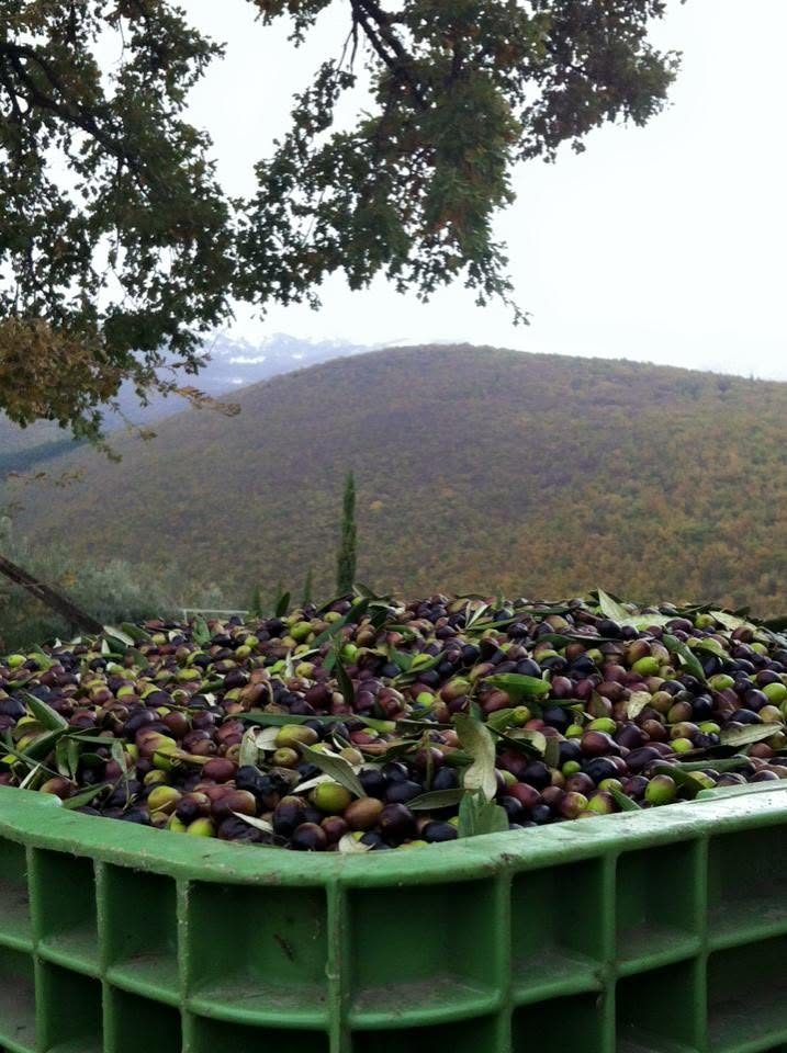olio Ciarletti5